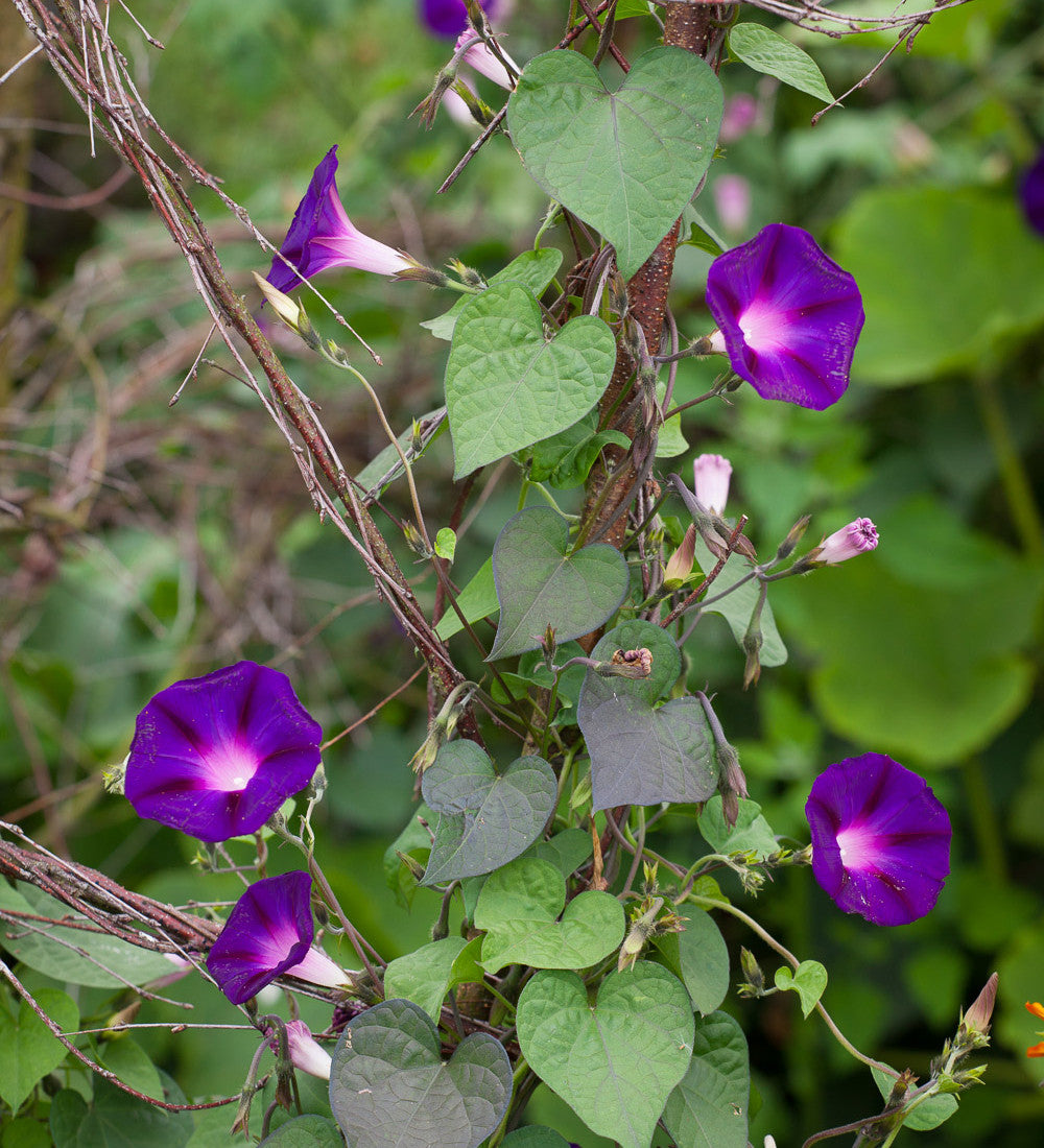 Ipomoea purpurea 'Grandpa Ott'