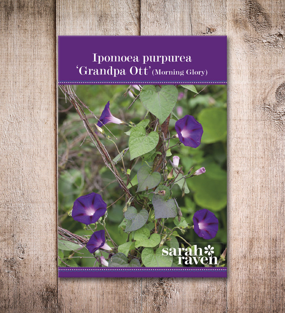 Ipomoea purpurea 'Grandpa Ott'