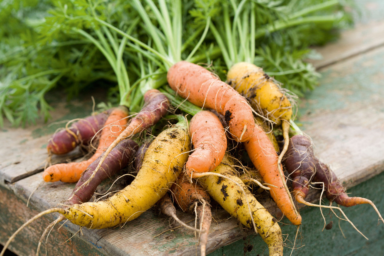 Carrot 'Harlequin Mix' F1