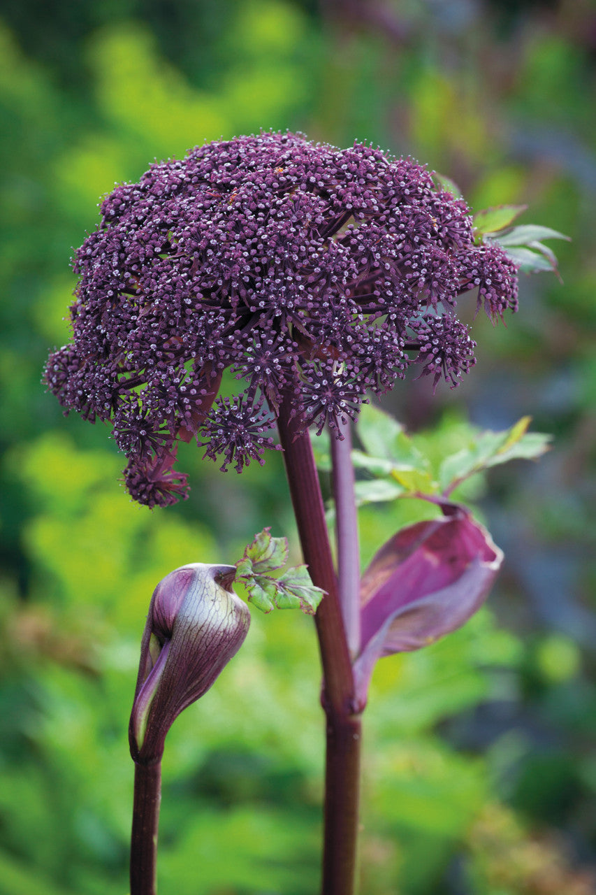 Angelica gigas