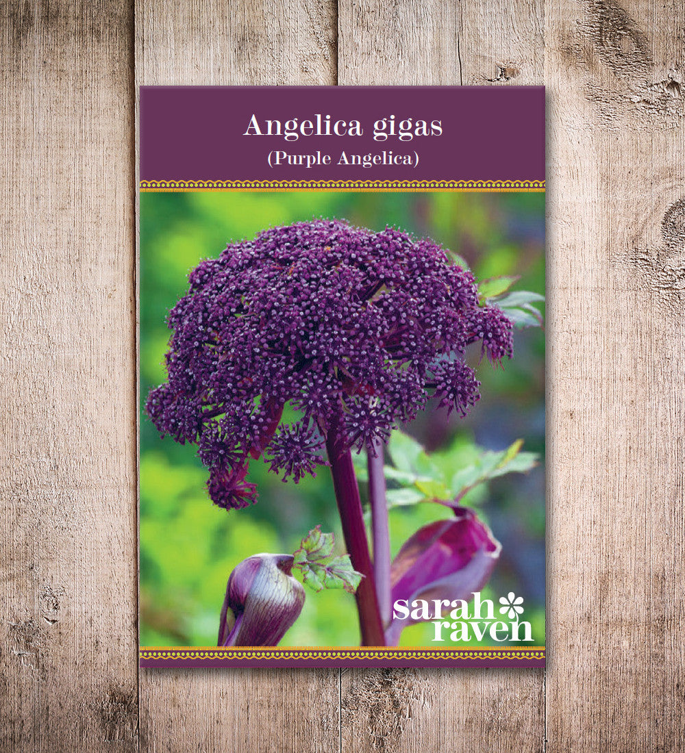 Angelica gigas