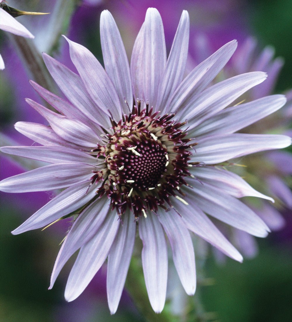 Berkheya purpurea