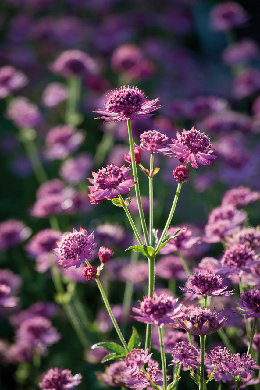 Astrantia major 'Ruby Cloud'