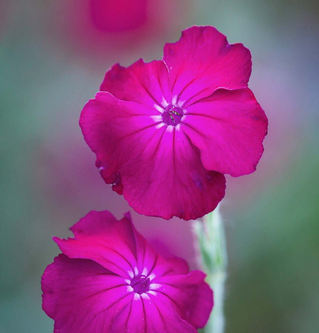 Lychnis coronaria (Rose campion)