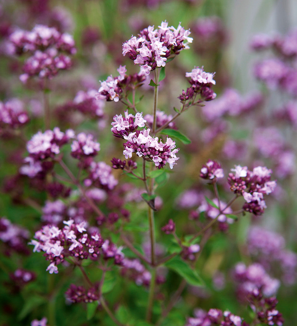 Wild Marjoram (Origanum vulgare)