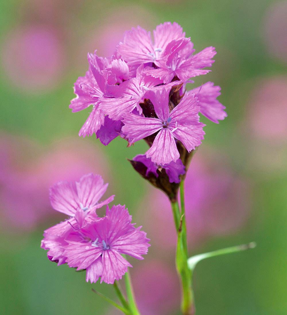 Dianthus carthusianorum