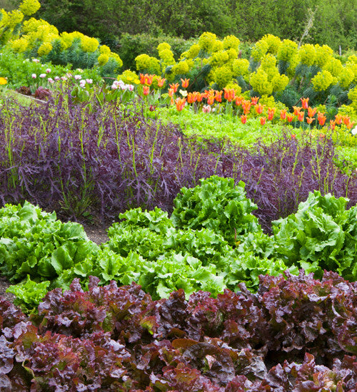 Lettuce 'Reine de Glaces'