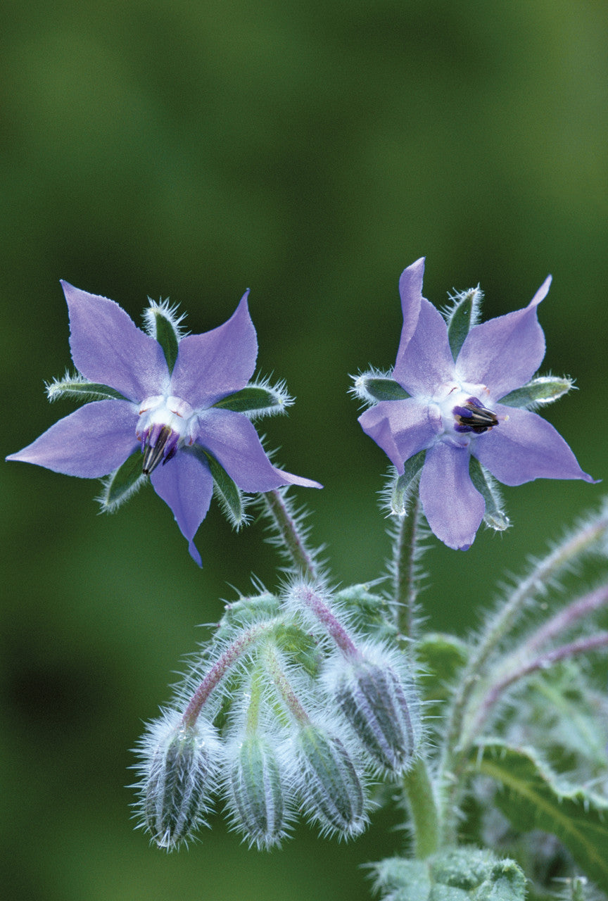 Borago officinalis (Borage)