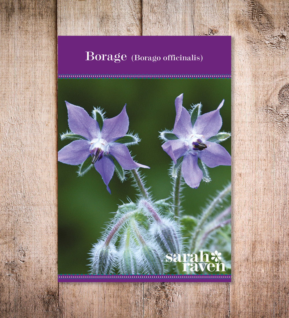 Borago officinalis (Borage)