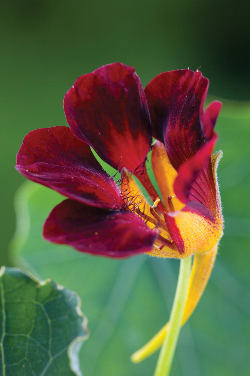 Nasturtium 'Black Velvet' (Tropaeolum minus)