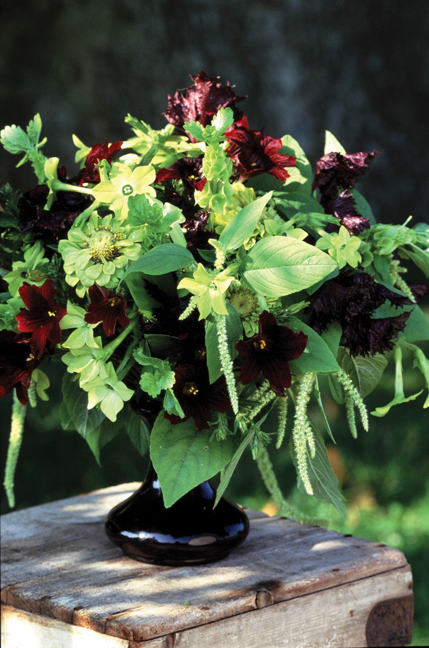 Nasturtium 'Black Velvet' (Tropaeolum minus)