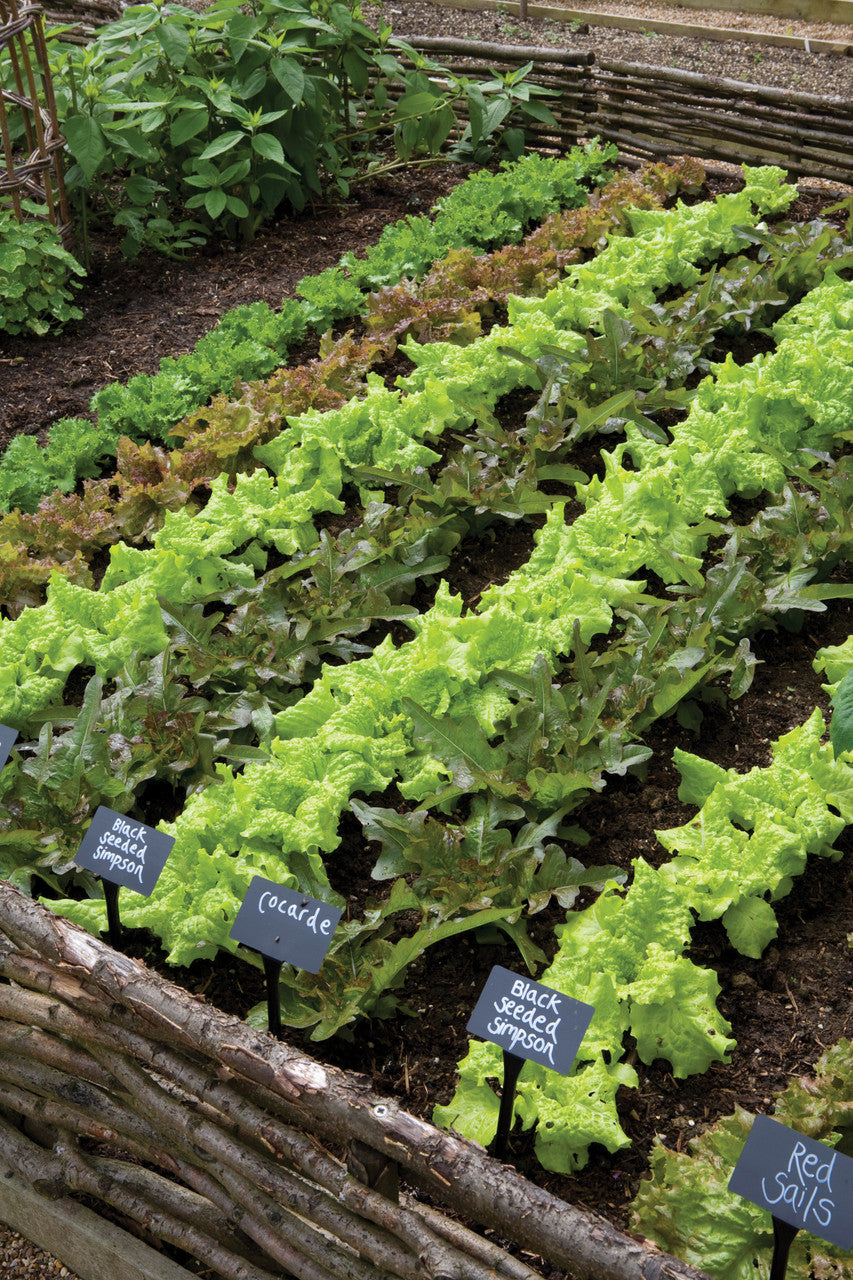 Lettuce 'Black Seeded Simpson'