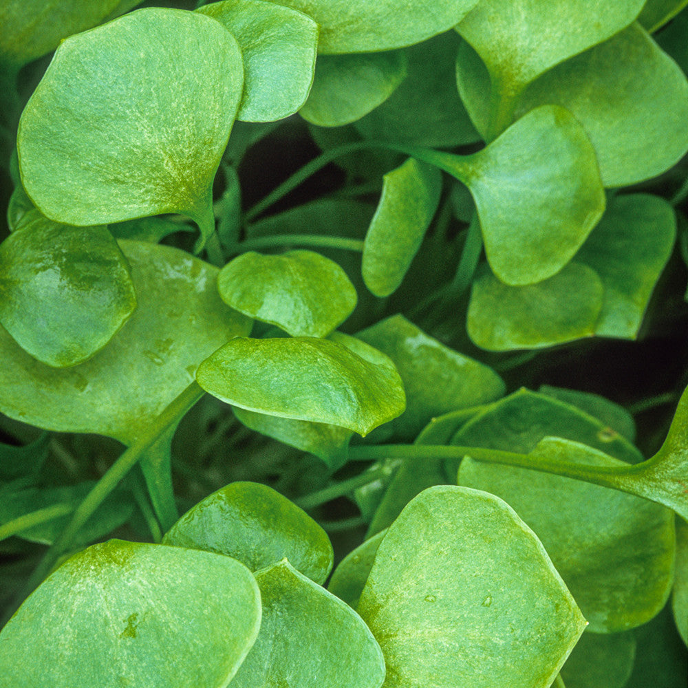Winter purslane (Claytonia)