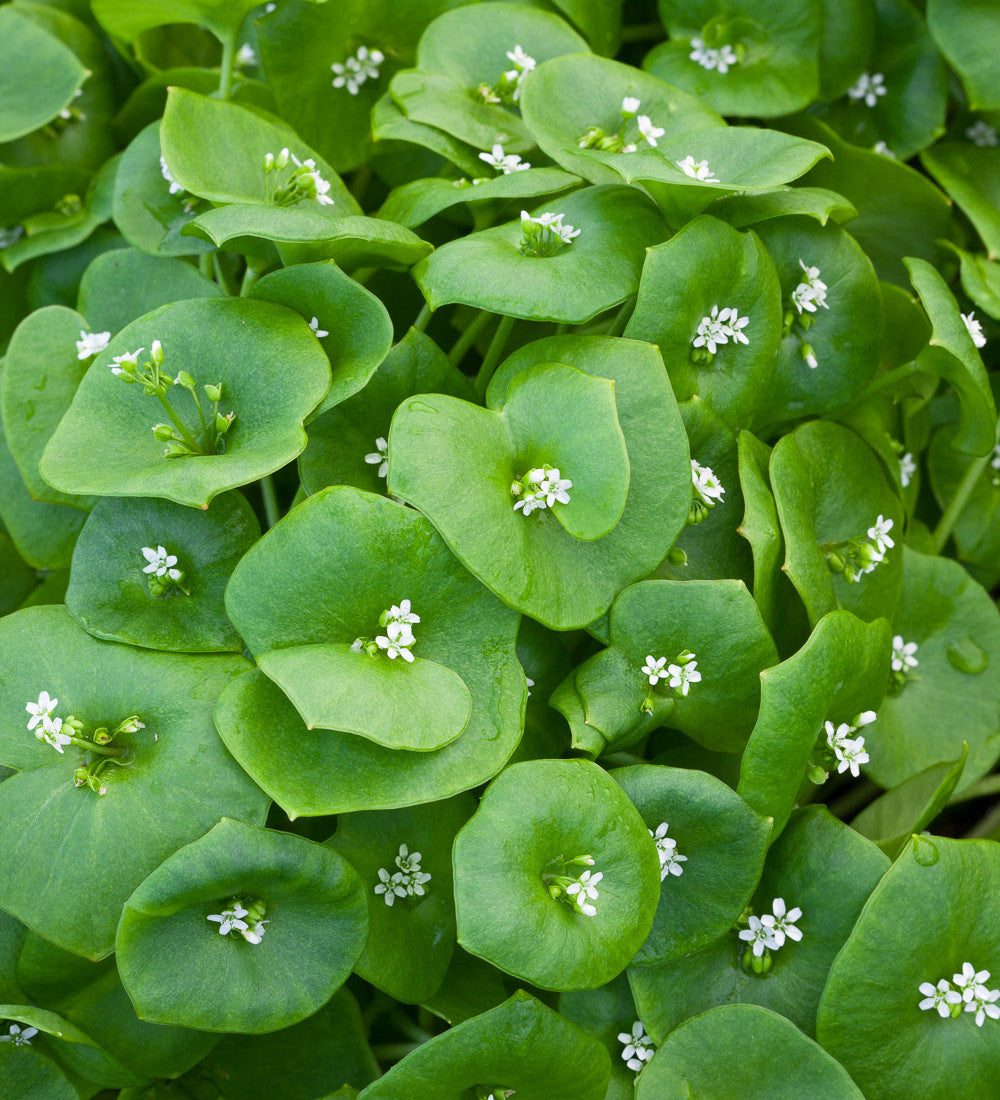 Winter purslane (Claytonia)