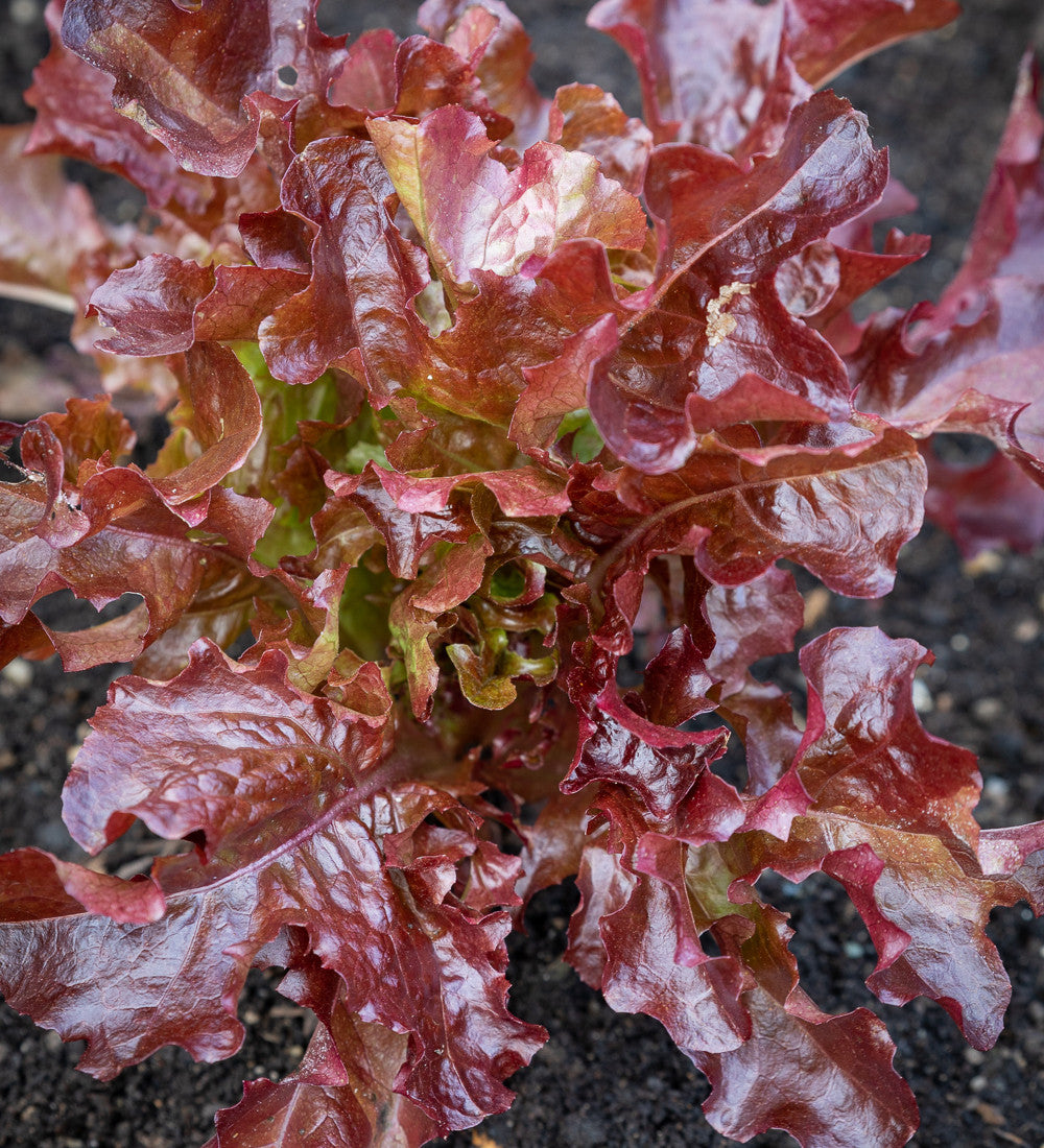 Asolo Lettuce Mix