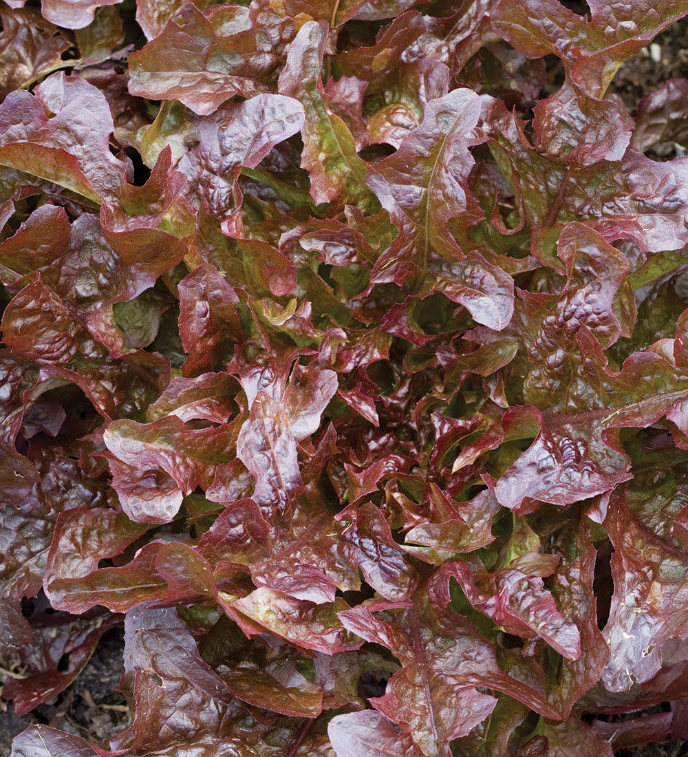 Asolo Lettuce Mix