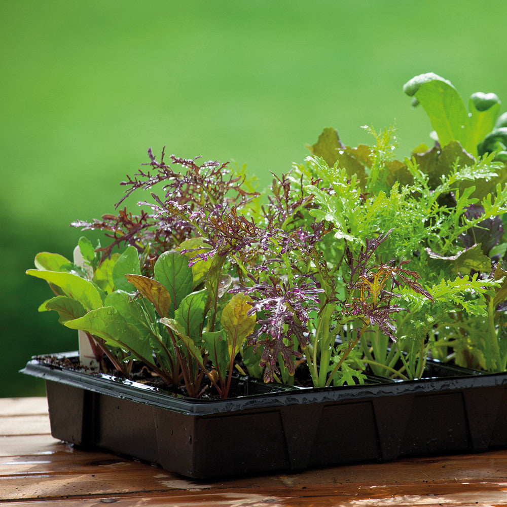 Salad Leaf Autumn & Winter Mix