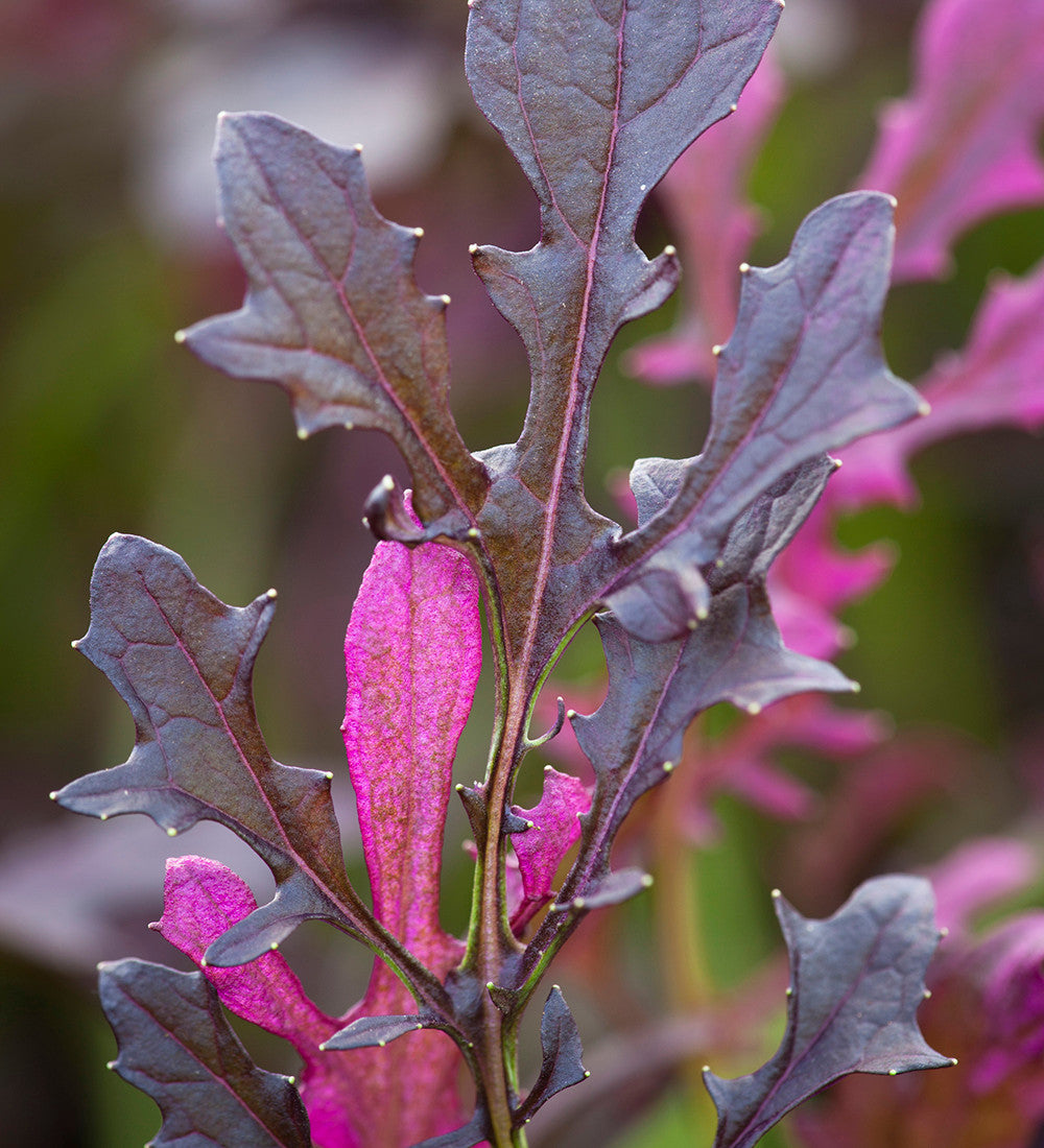 Salad Leaf Autumn & Winter Mix