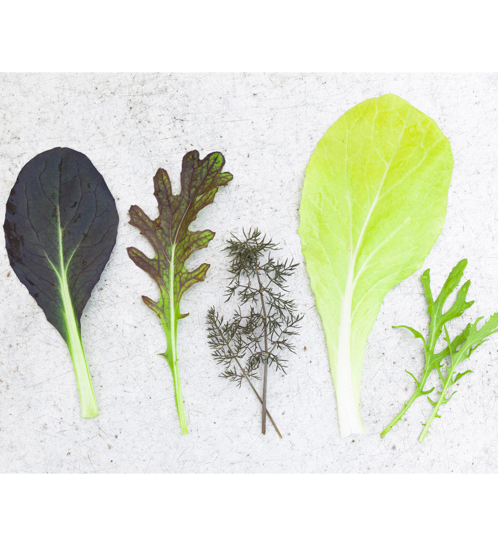 Salad Leaf Summer Mix