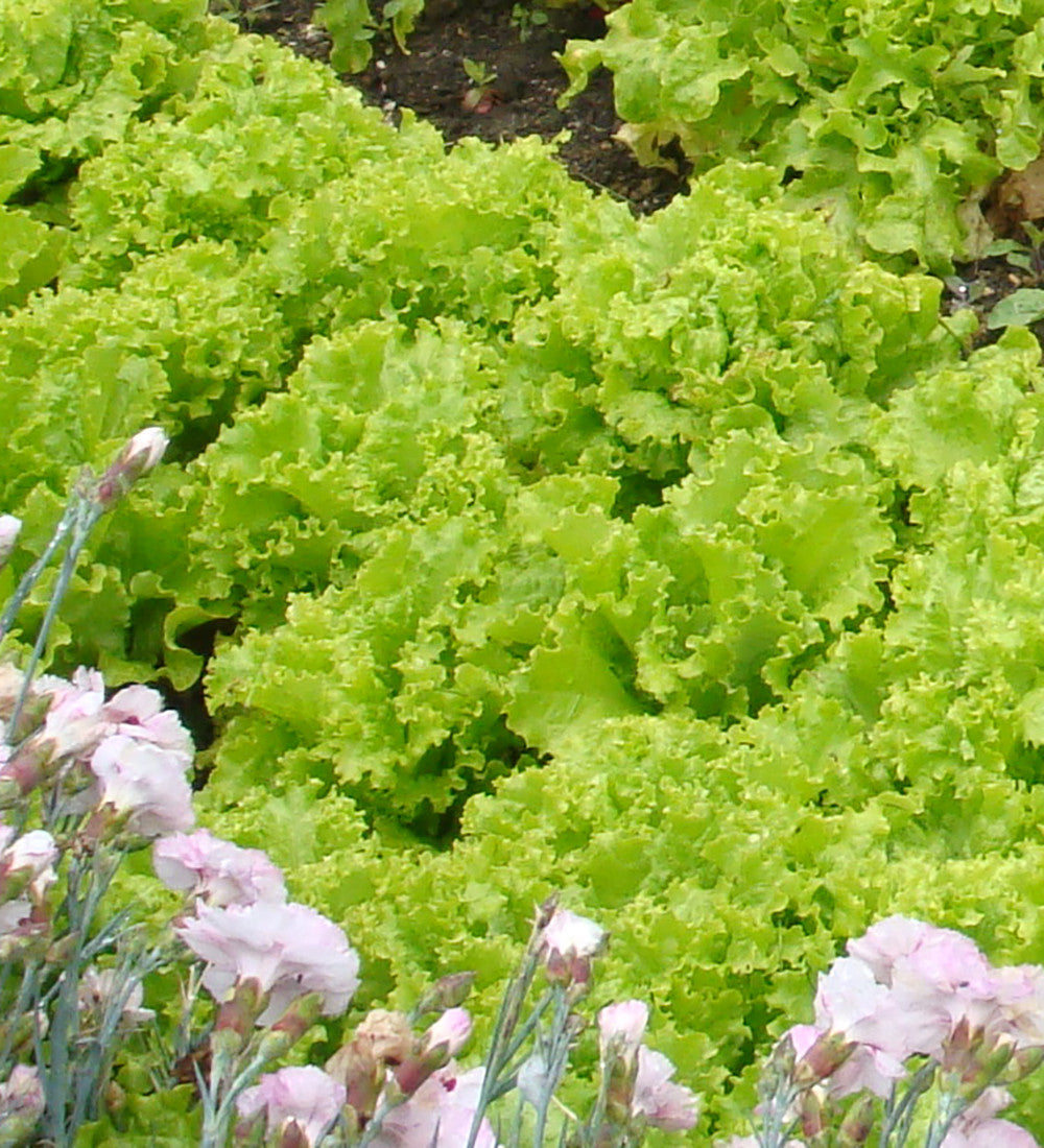 Lettuce Best Summer Mix