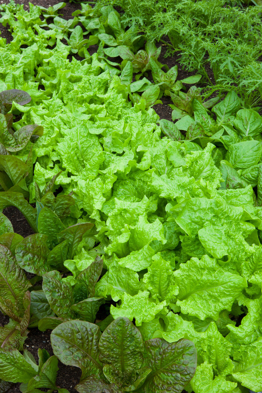 Lettuce Best Winter Mix