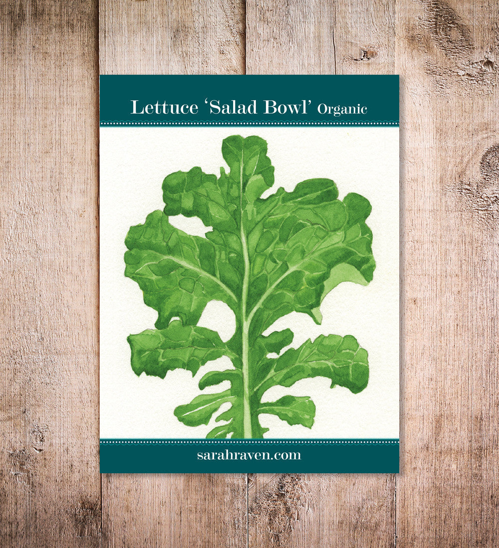 Lettuce 'Salad Bowl'