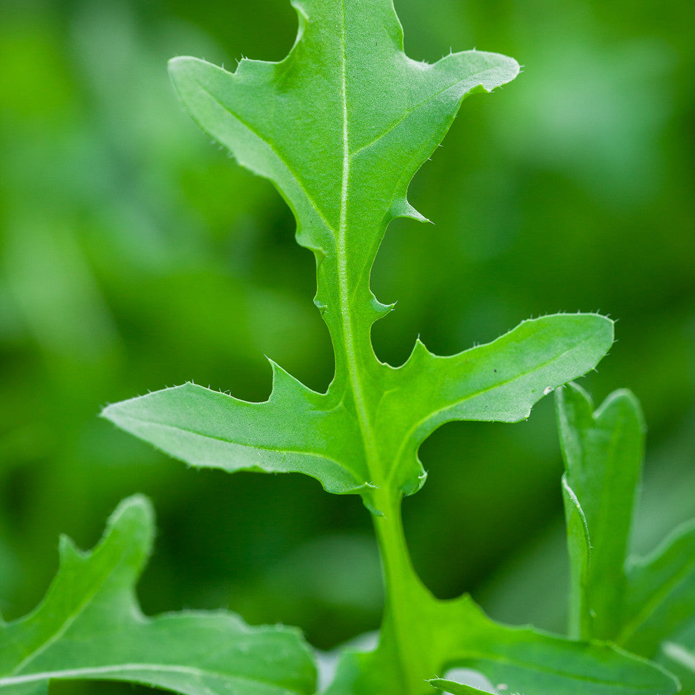 Salad Rocket 'Serrata'