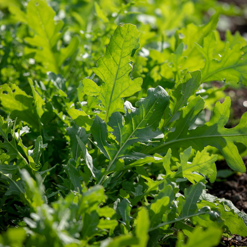 Salad Rocket 'Serrata'