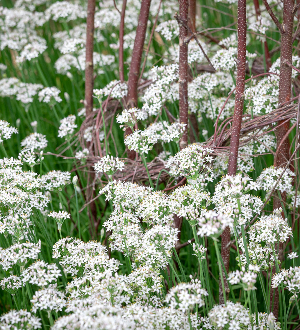 Garlic Chives (Allium tuberosum)