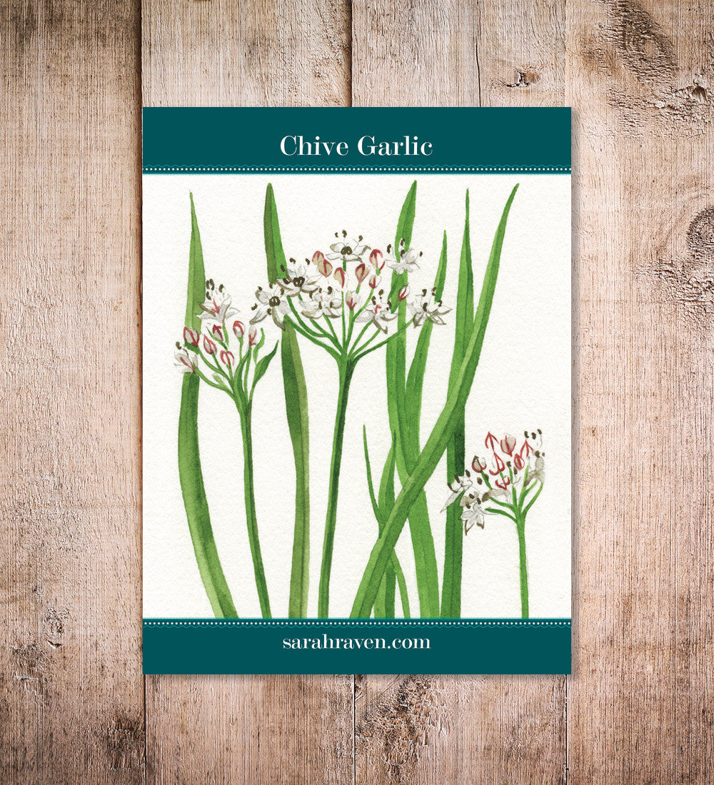 Garlic Chives (Allium tuberosum)