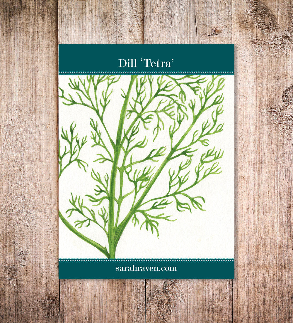 Dill 'Tetra'