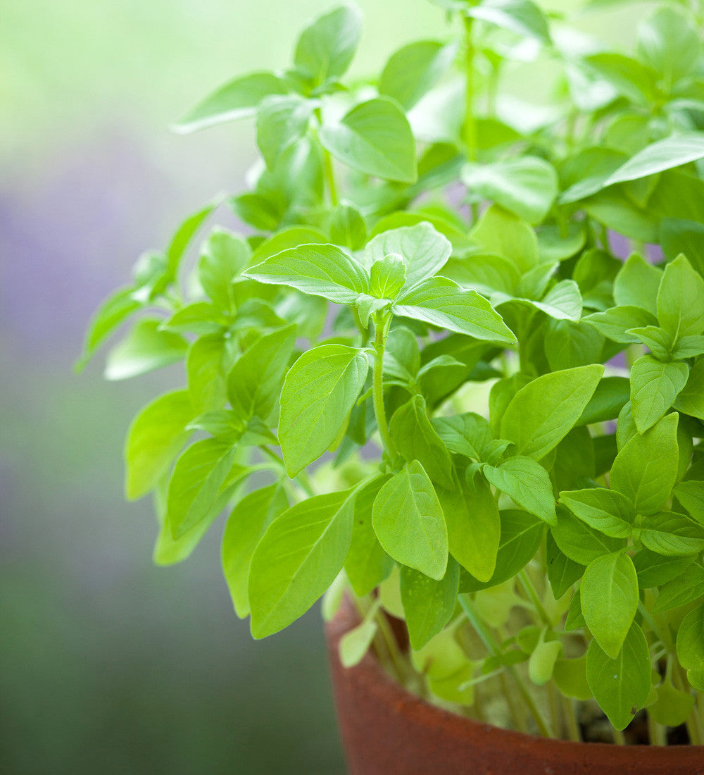 Basil 'Lemon'