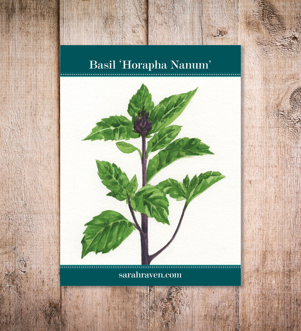 Basil 'Horapha nanum'