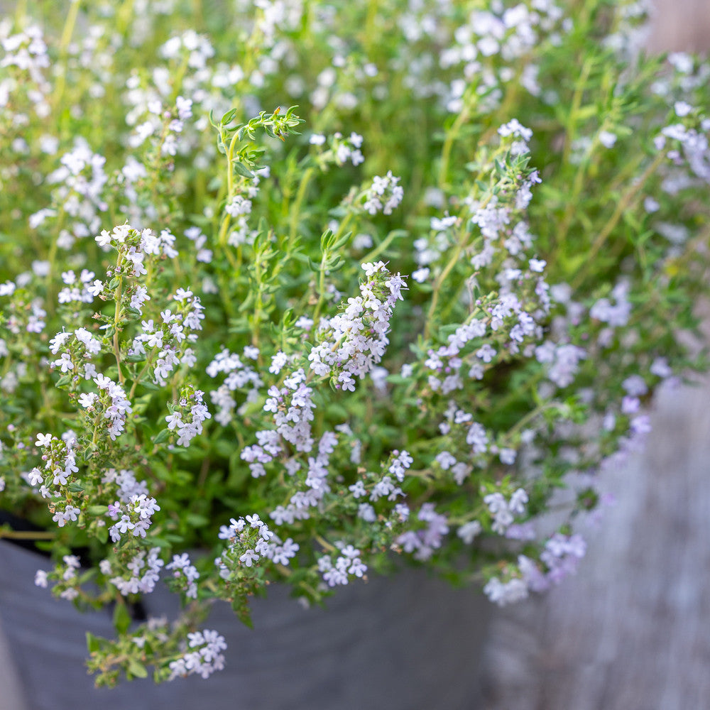 Thyme 'Old English'
