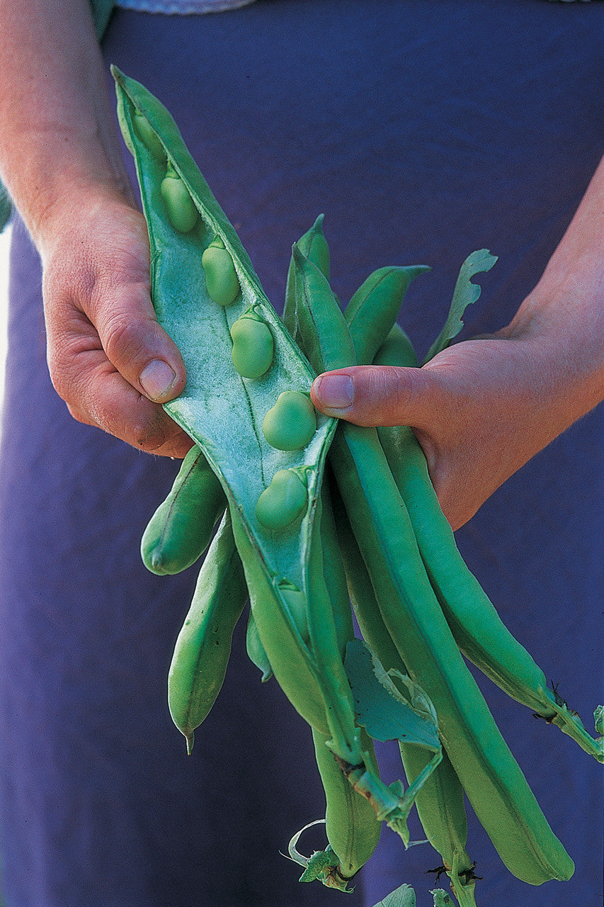 Broad Bean 'Super Aquadulce'