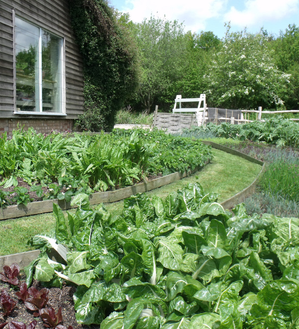 Swiss Chard 'White Silver 2'