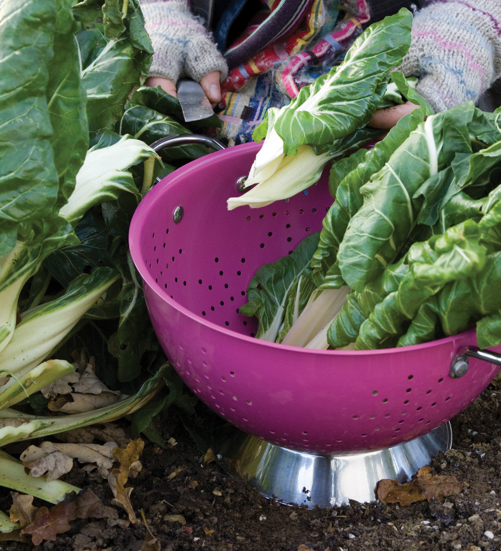 Swiss Chard 'White Silver 2'
