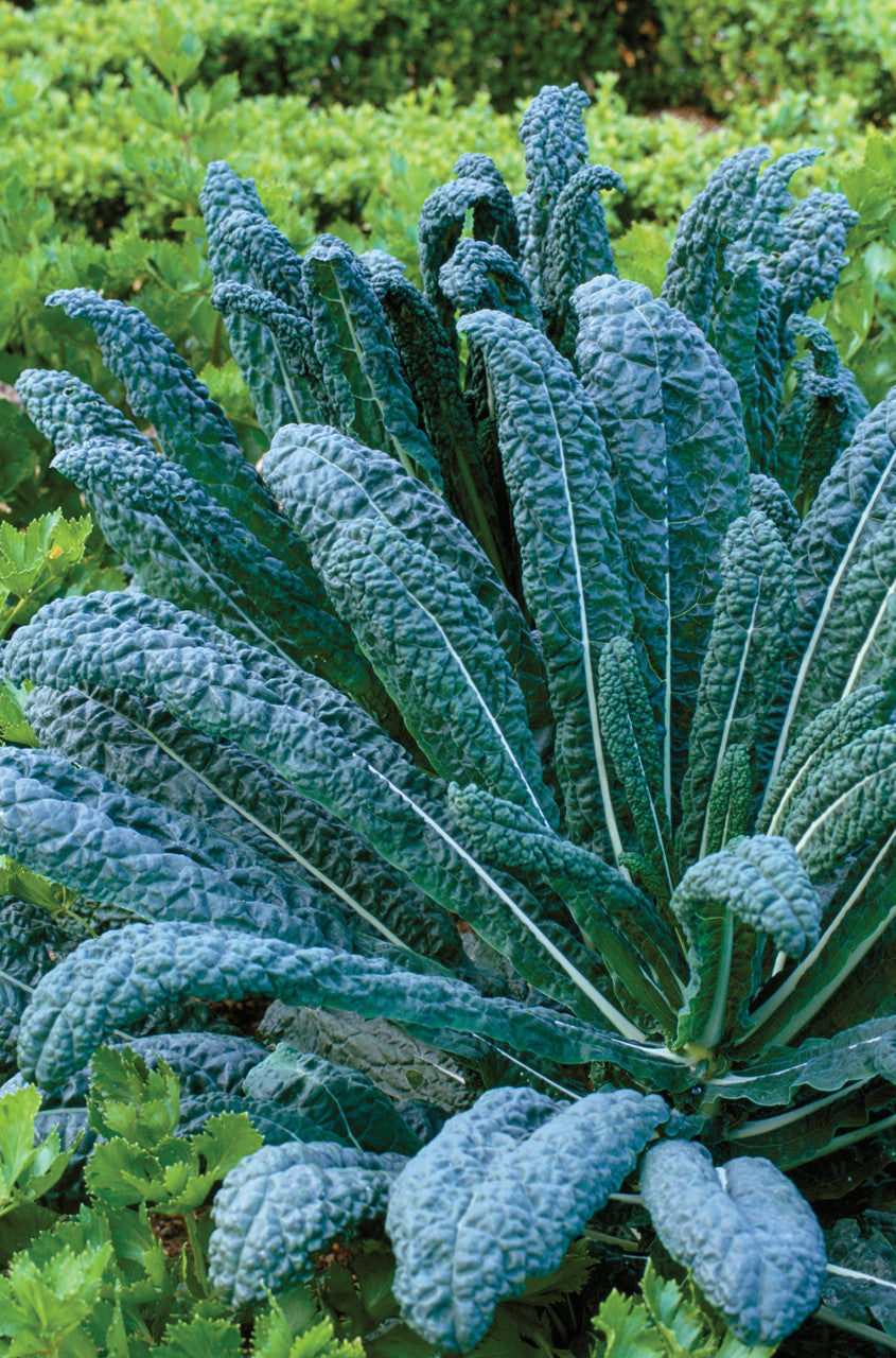 Kale 'Nero di Toscana'