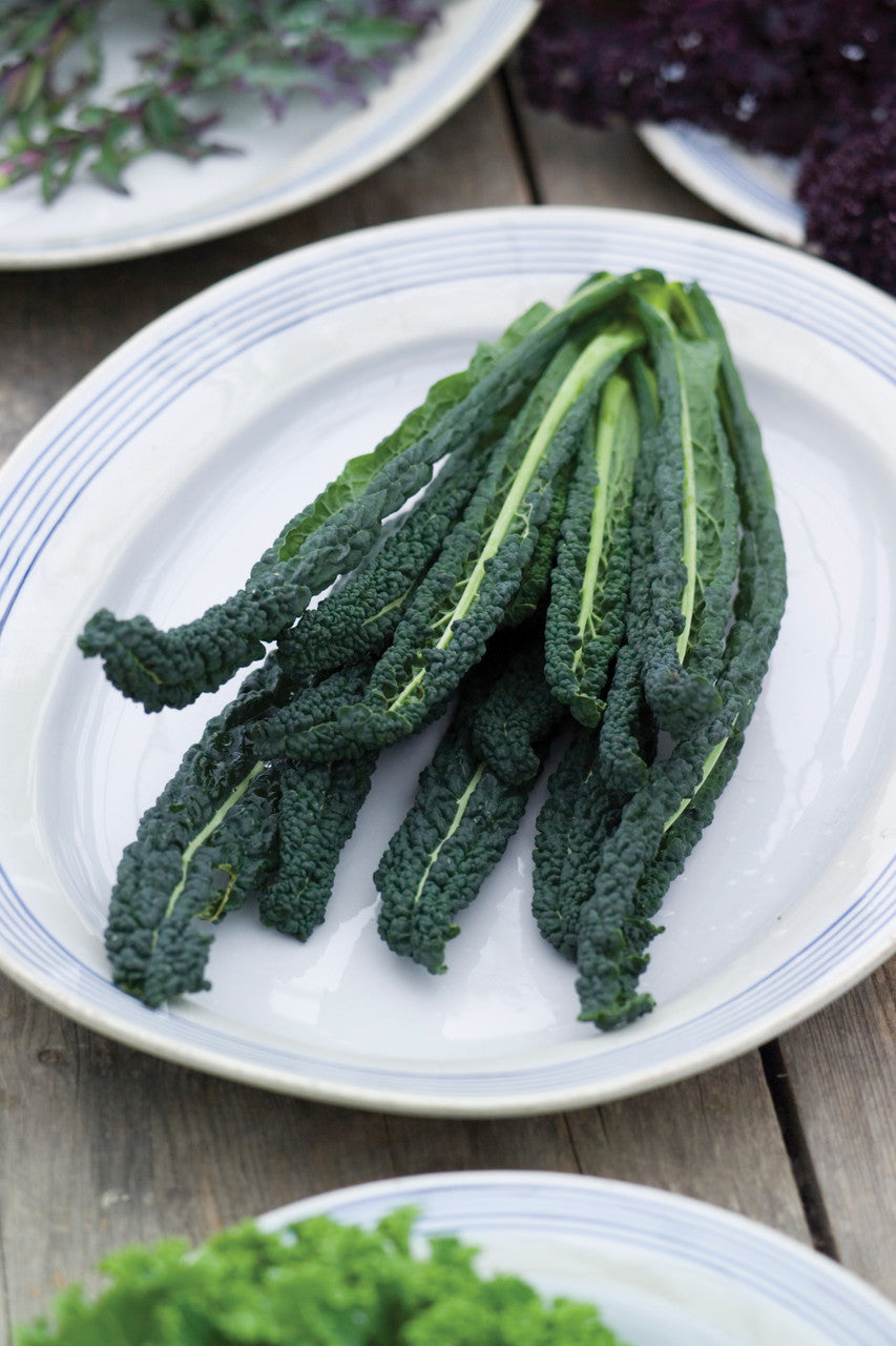 Kale 'Nero di Toscana'