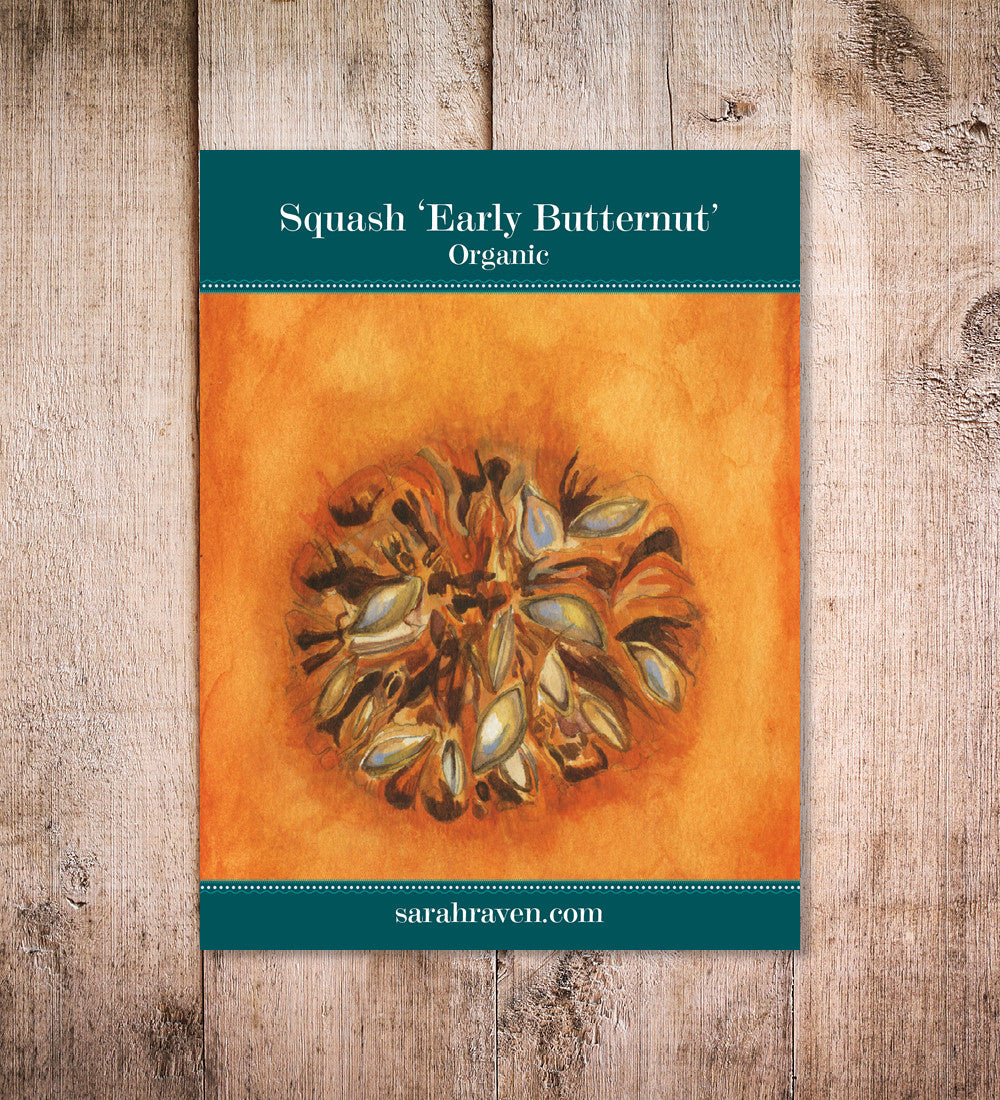 Squash 'Early Butternut'