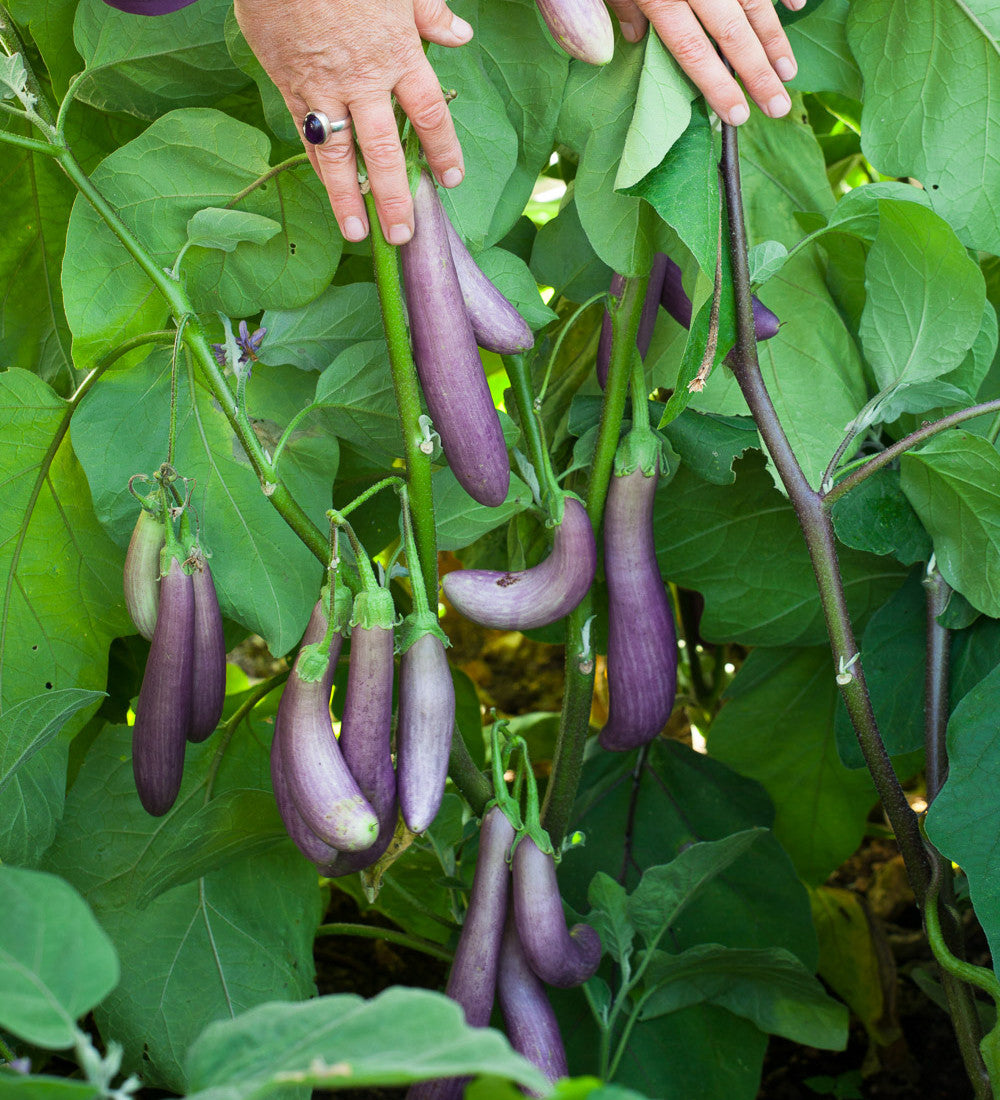 Aubergine 'Slim Jim'