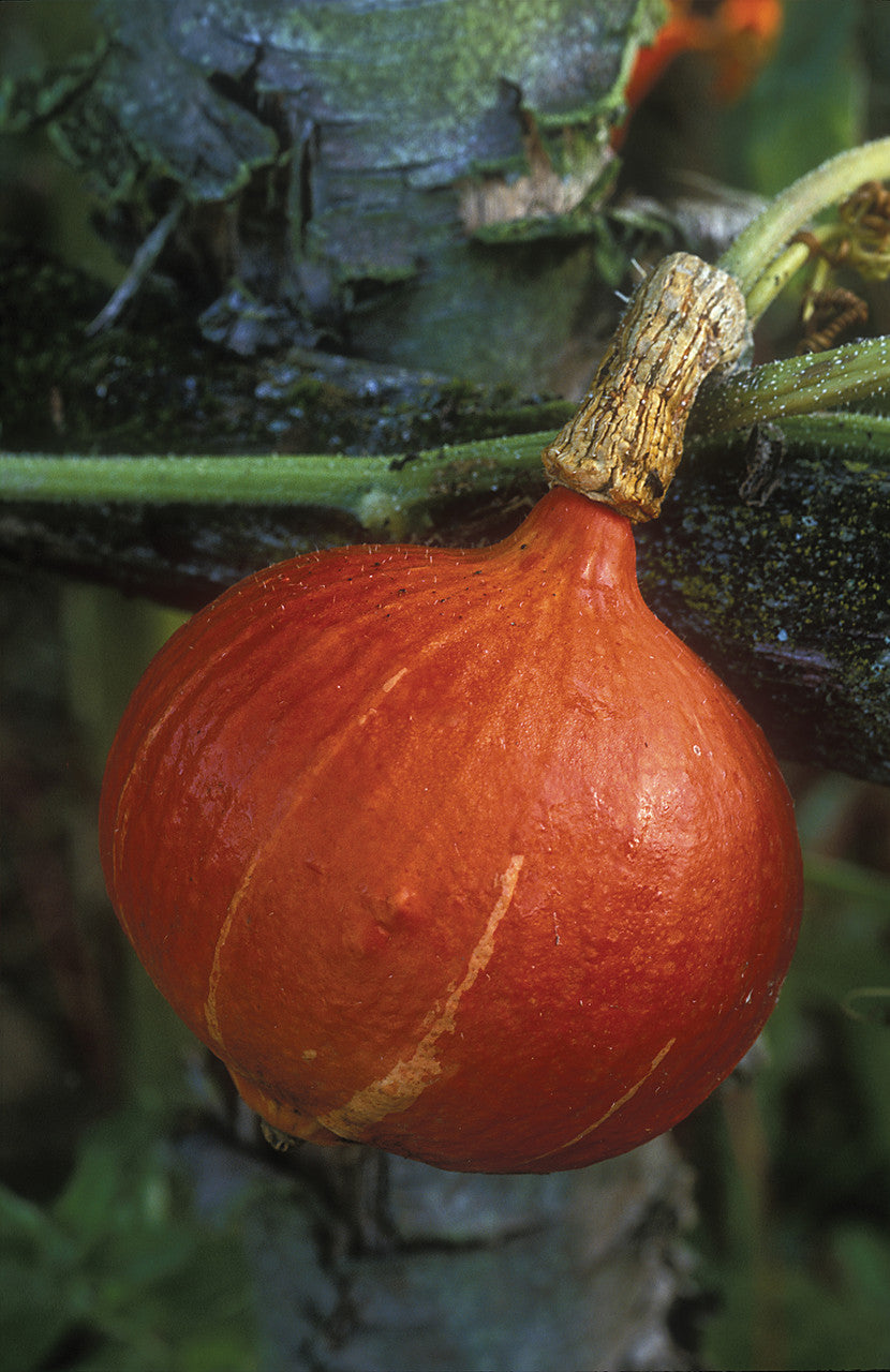Squash 'Uchiki Kuri' (Red Kuri)