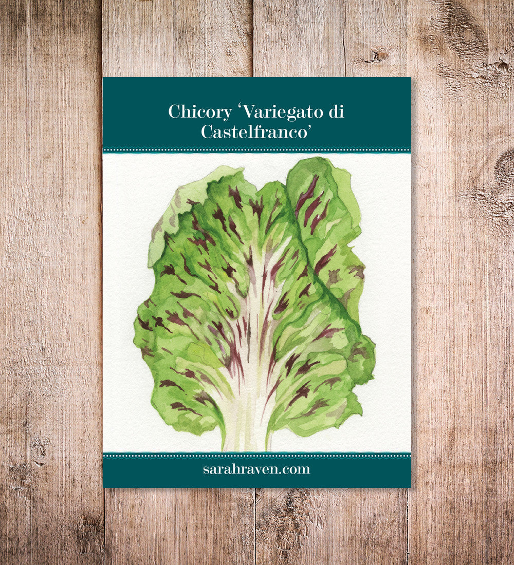Chicory 'Variegato di Castelfranco'