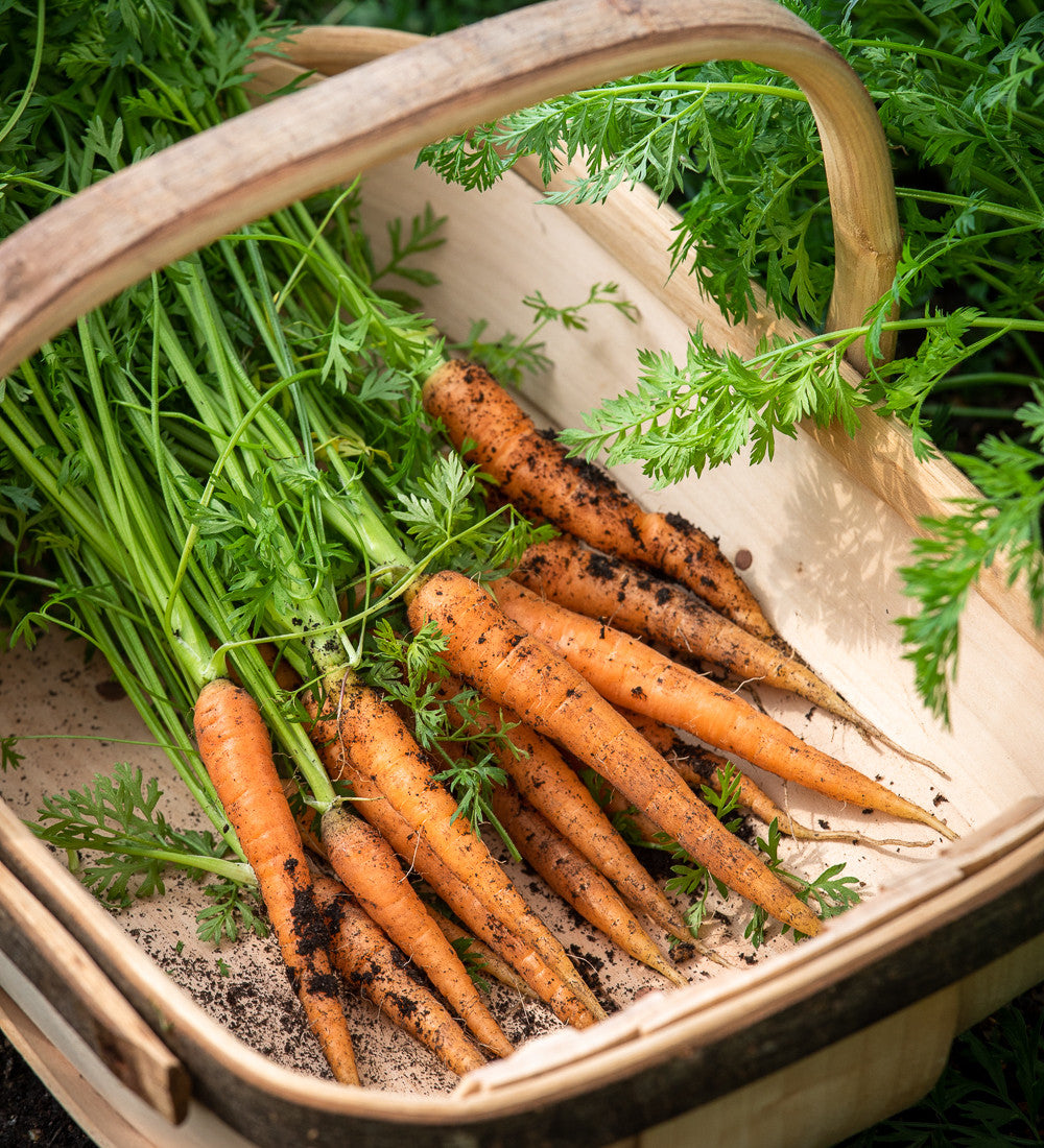 Carrot 'Nantes 5'