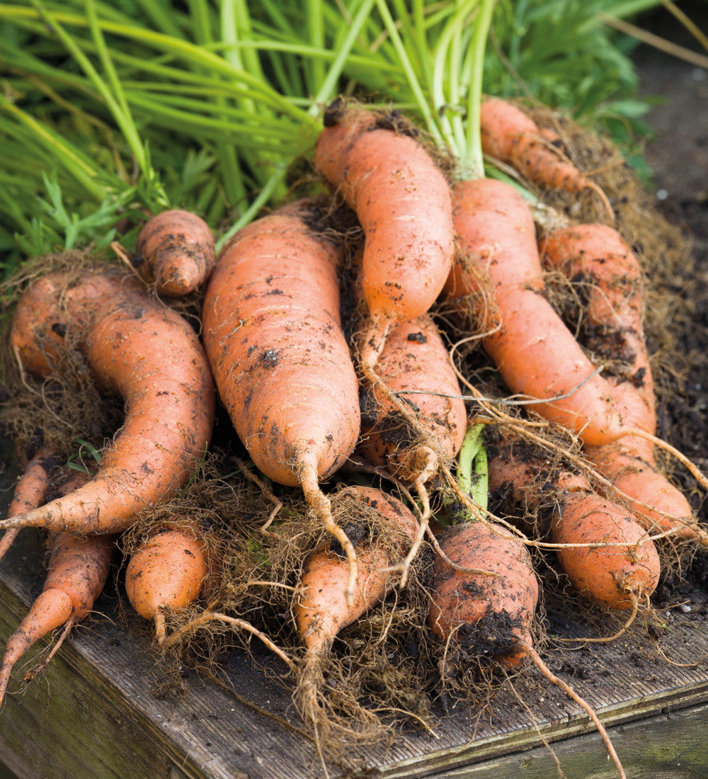 Carrot 'Nantes 5'