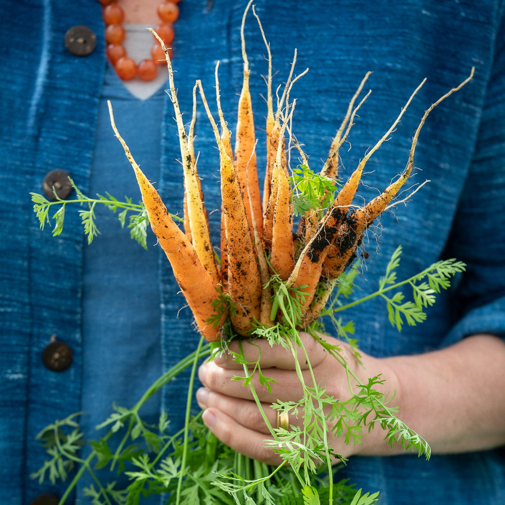 Carrot 'Nantes 5'