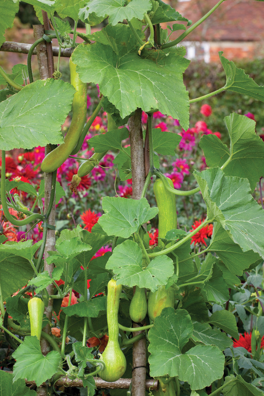Squash 'Tromboncino'