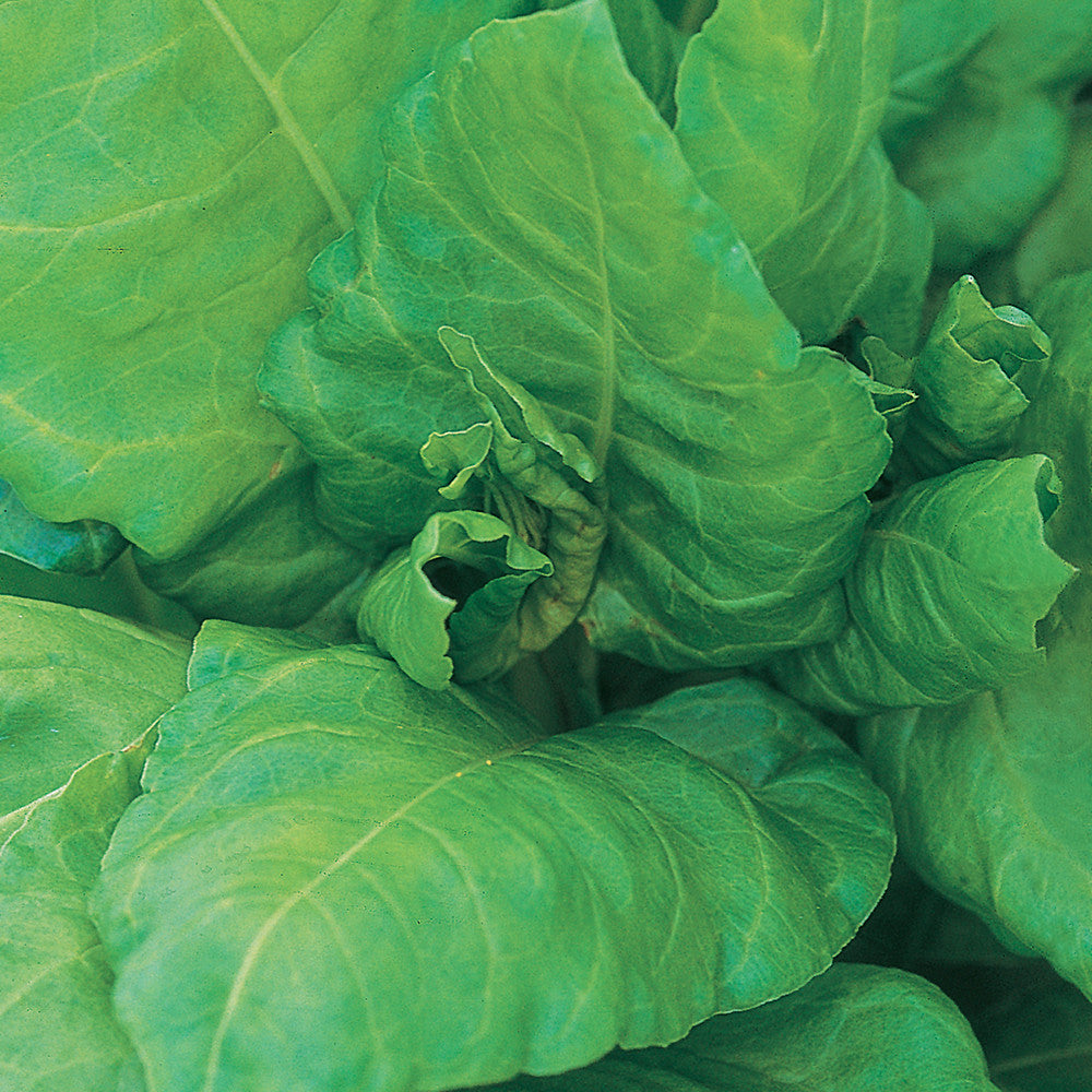 Spinach 'Perpetual'