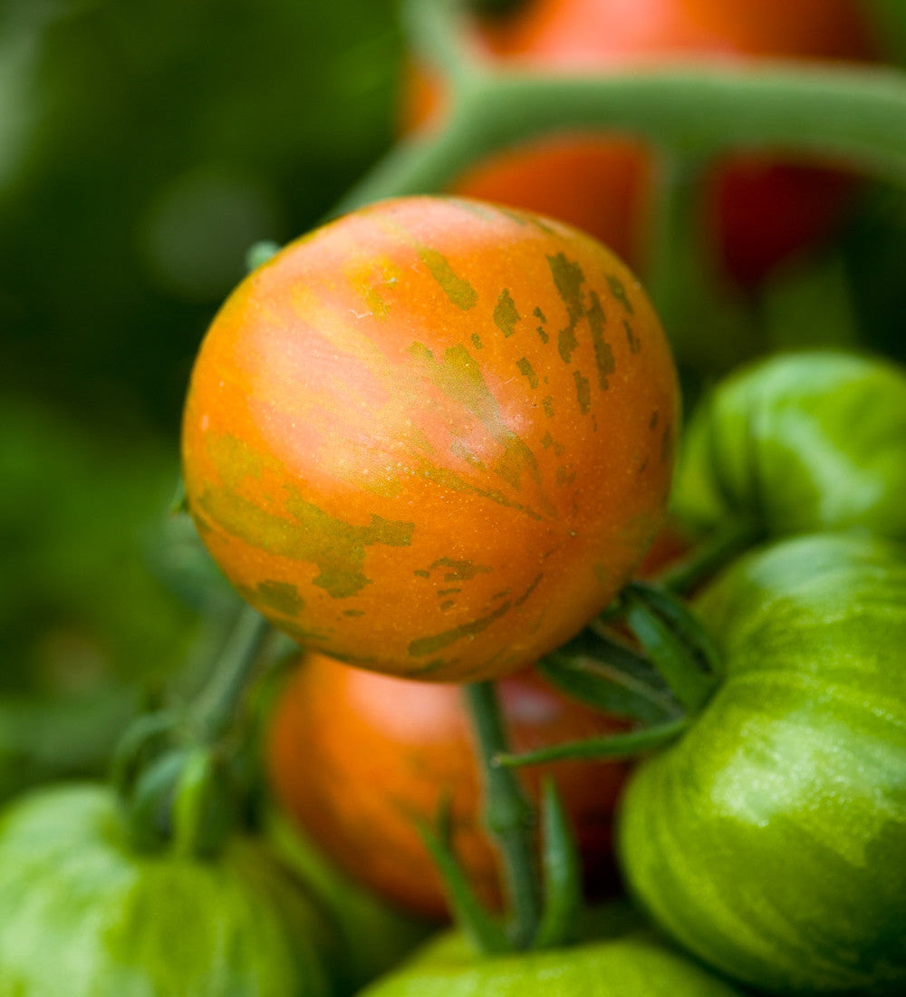 Tomato 'Tigerella'