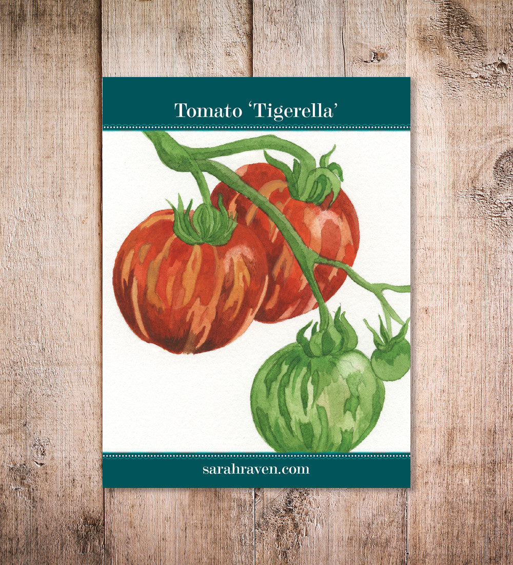Tomato 'Tigerella'